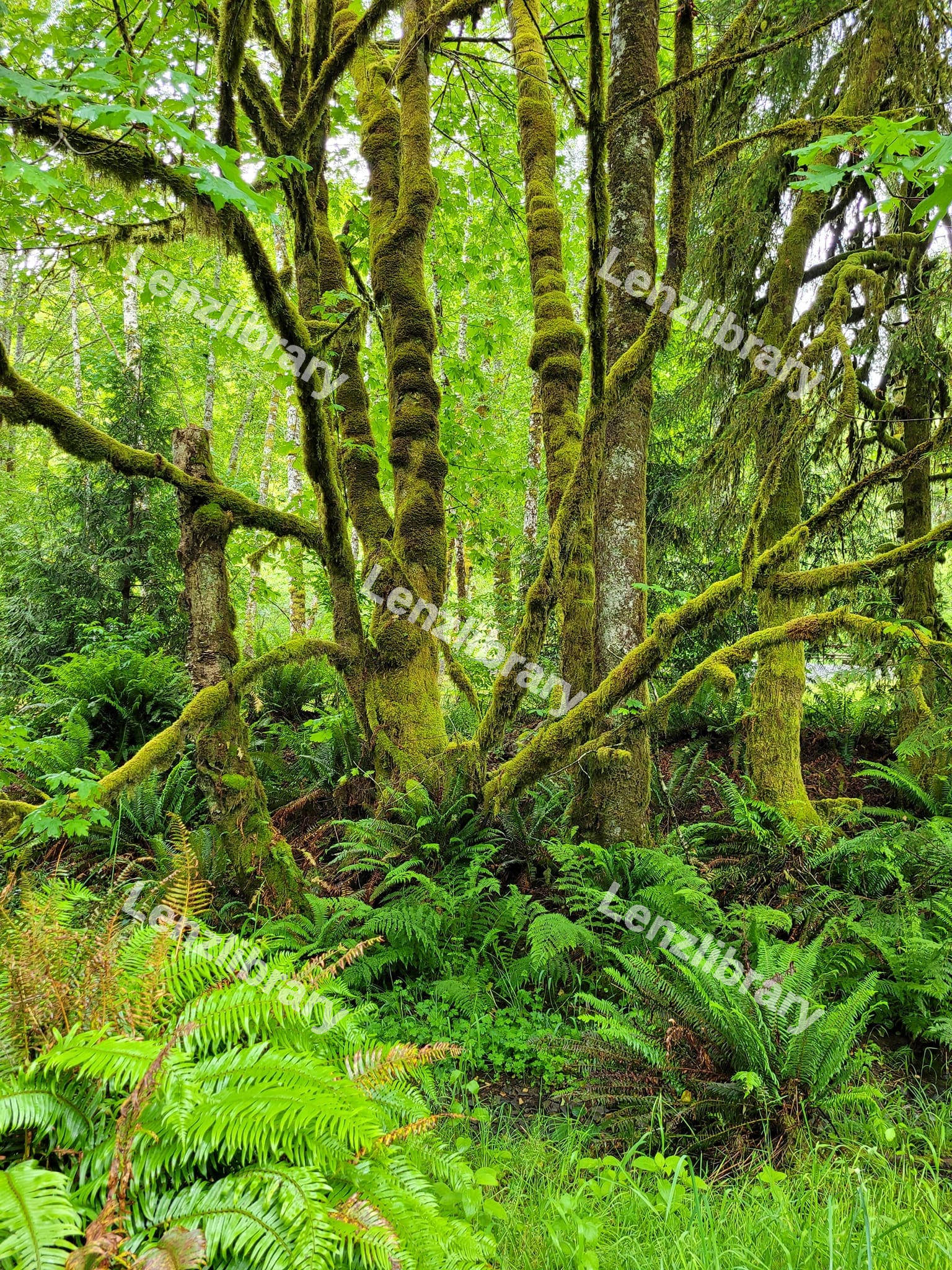 Forest